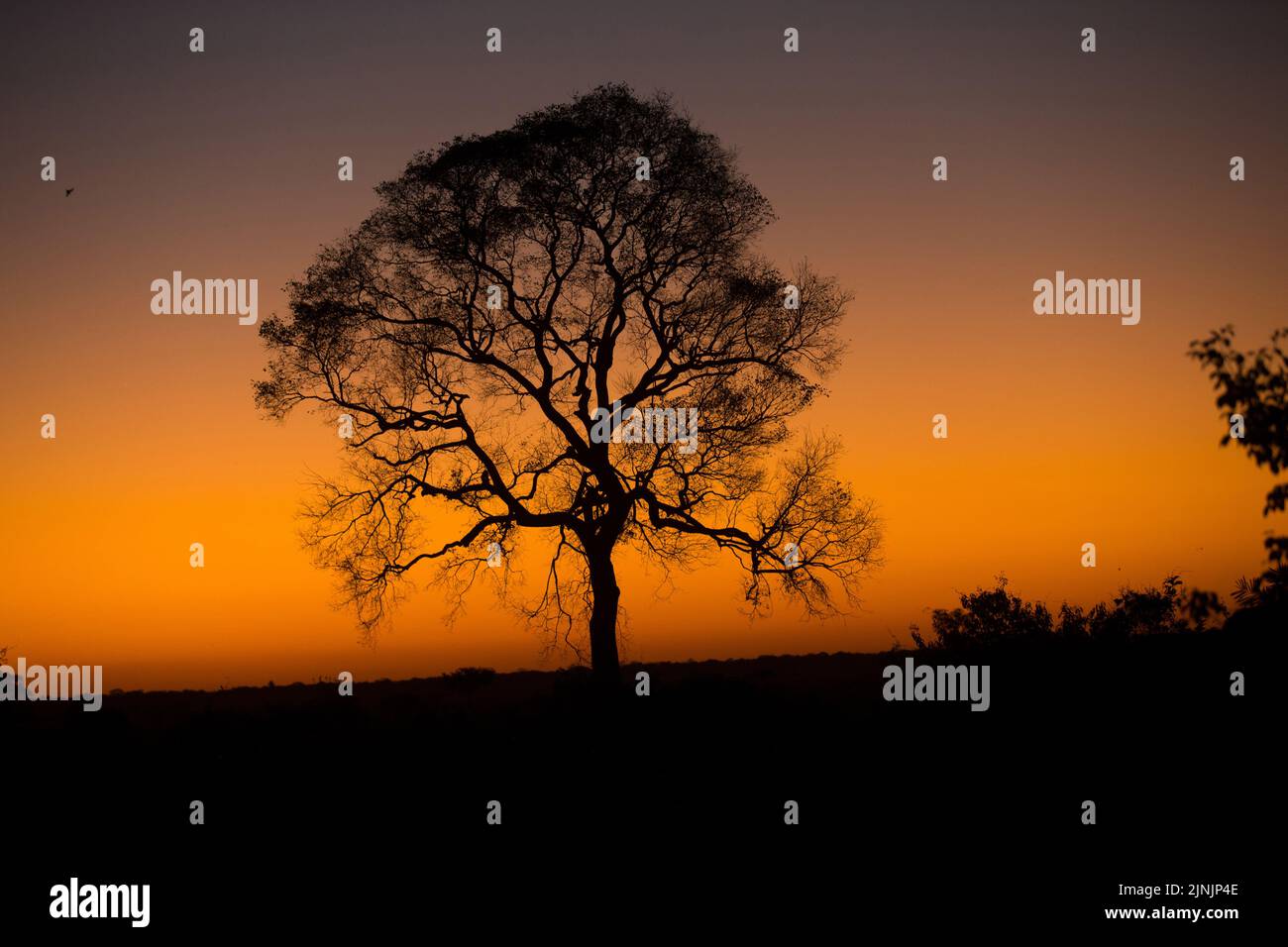 silhouette of a tree in the evening glow, Brazil, Pantanal Stock Photo
