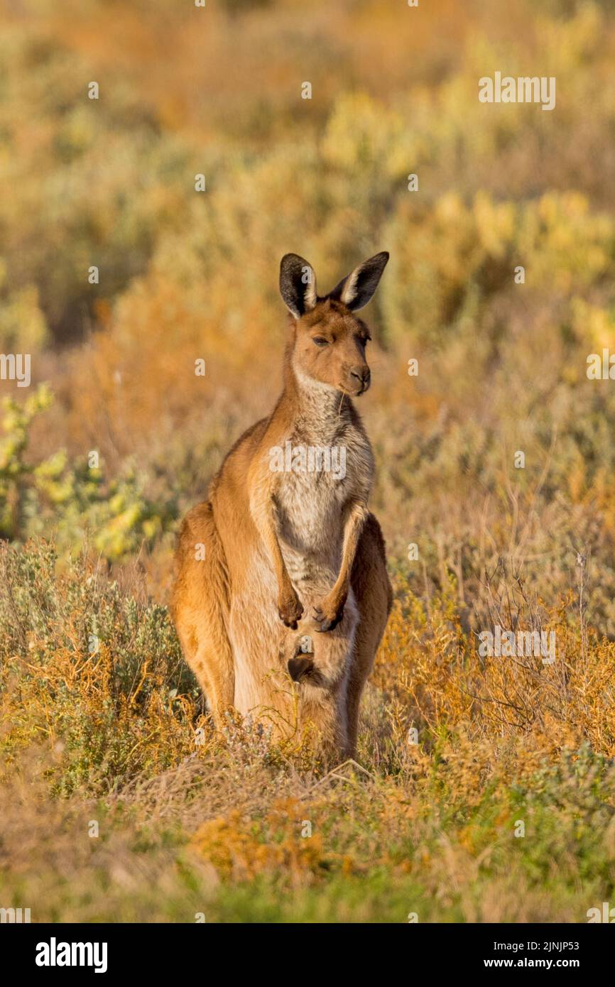 red kangaroo, plains Kangaroo, blue flier (Macropus rufus, Megaleia rufa), with joey in a pouch, front view, Australia, Suedaustralien Stock Photo