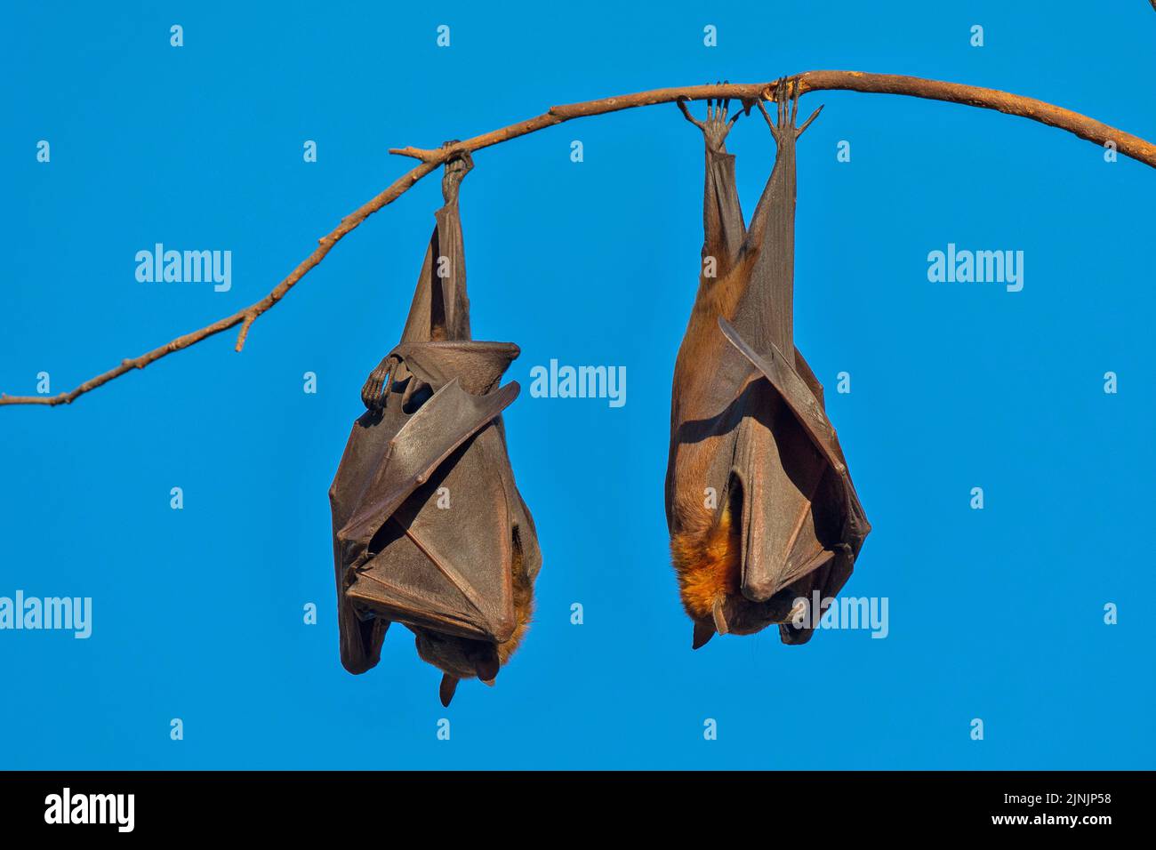 black fruit bat, black flying fox (Pteropus alecto), two black flying foxes hang on a branch and sleeping, Australia, Northern Territory, Nitmiluk Stock Photo