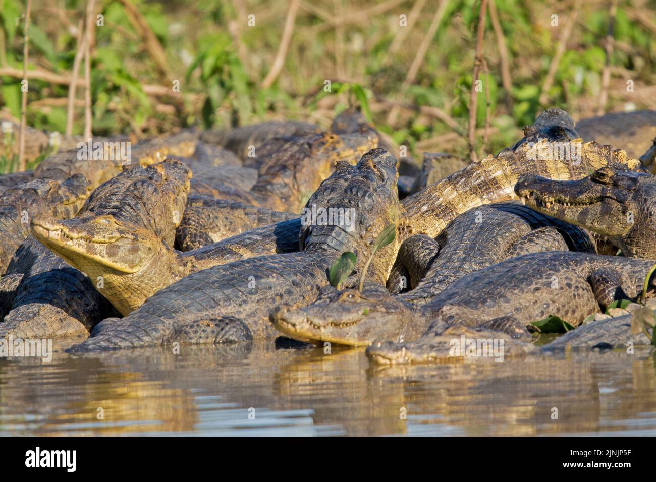 spectacled caiman (Caiman crocodilus), group at shore, Brazil, Pantanal Stock Photo