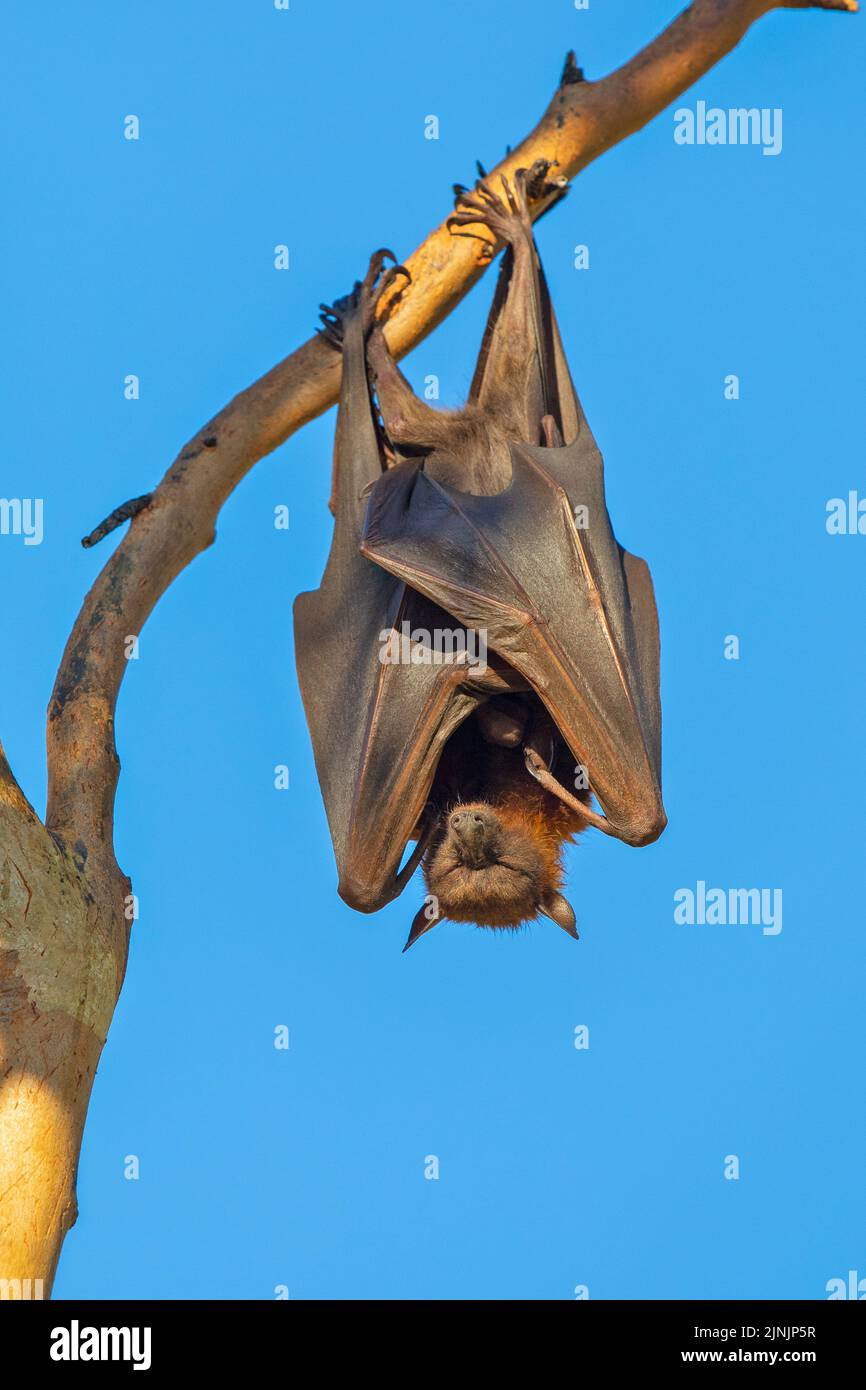 Old world fruit bat sleeping hires stock photography and images Alamy