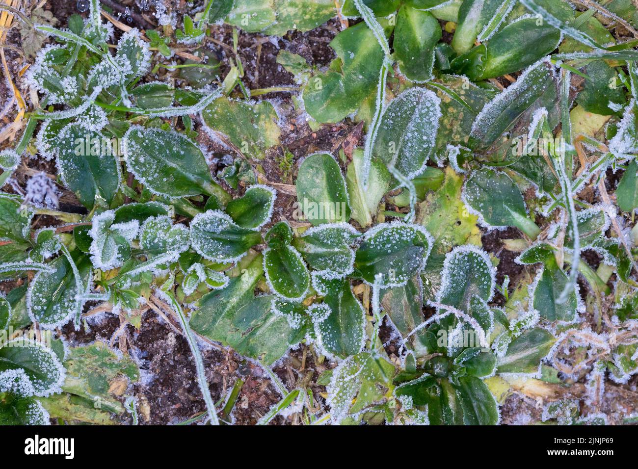 common daisy, lawn daisy, English daisy (Bellis perennis), leaves with hoar frost, Germany Stock Photo