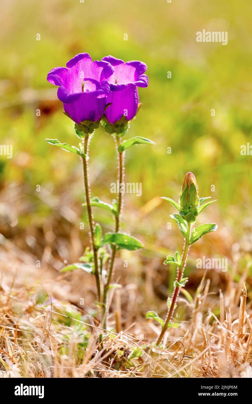 Canterbury bells, Canterbury bellflower (Campanula medium), blooming Stock Photo