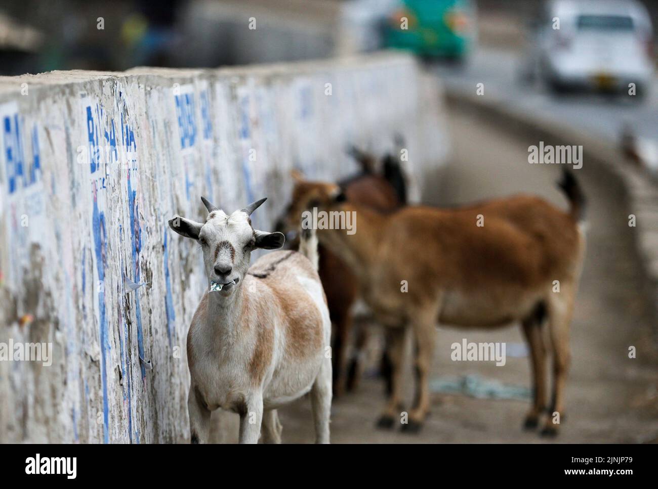 Goats eat campaign posters pasted on a wall after the general election conducted by the Independent Electoral and Boundaries Commission (IEBC) in Nairobi, Kenya August 12, 2022. REUTERS/Thomas Mukoya     TPX IMAGES OF THE DAY Stock Photo