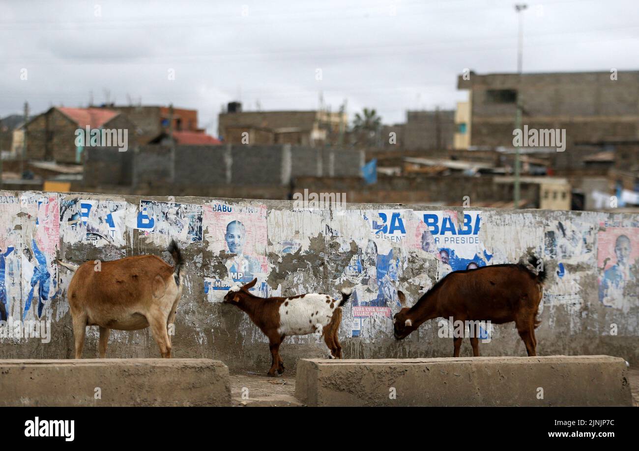 Goats eat campaign posters pasted on a wall after the general election conducted by the Independent Electoral and Boundaries Commission (IEBC) in Nairobi, Kenya August 12, 2022. REUTERS/Thomas Mukoya Stock Photo