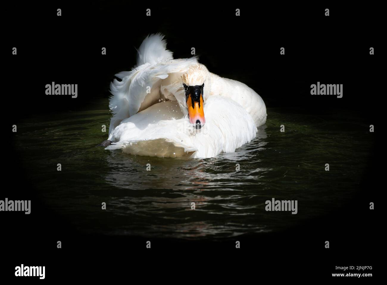 Mute Swan low key portrait with black background Stock Photo Alamy