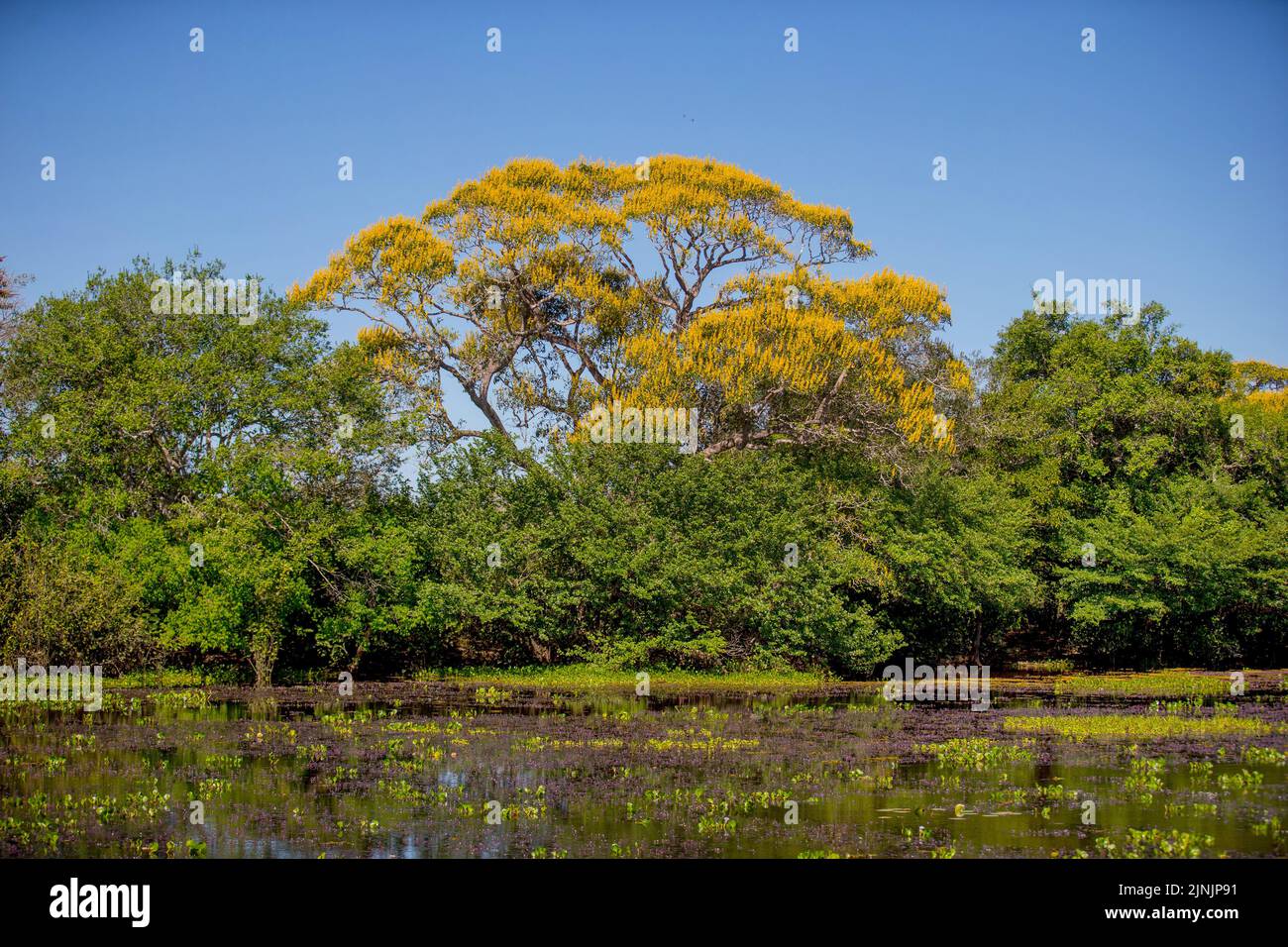 tropical wetland Pantanal, Brazil, Pantanal Stock Photo