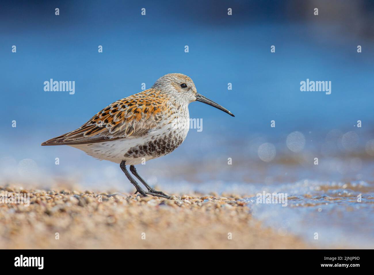 dunlin (Calidris alpina), foraging on the beach, Canada, Manitoba, Hecla-Grindstone Provincial Park Stock Photo