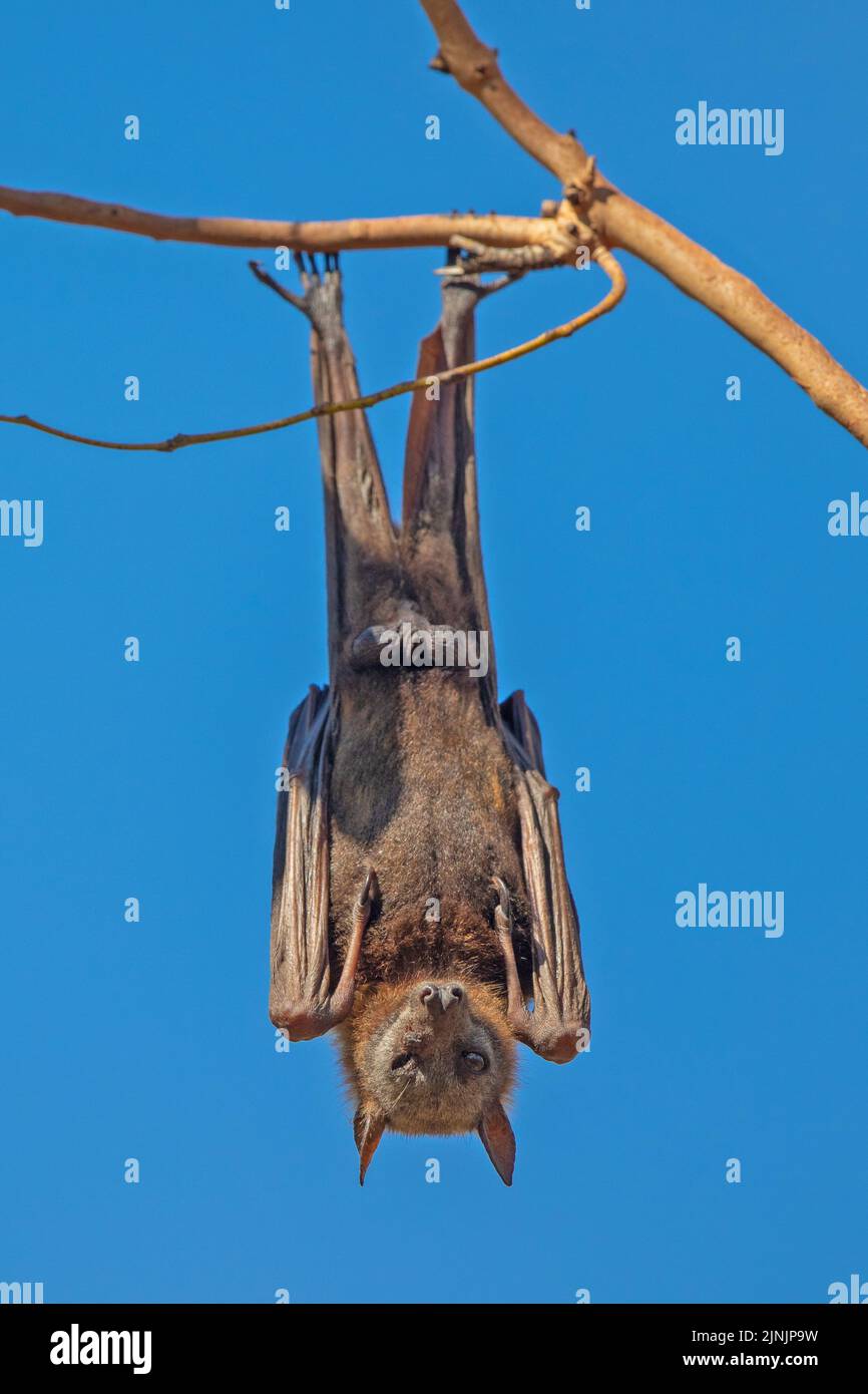 black fruit bat, black flying fox (Pteropus alecto), hanging on a branch , Australia, Northern Territory, Nitmiluk National Park Stock Photo