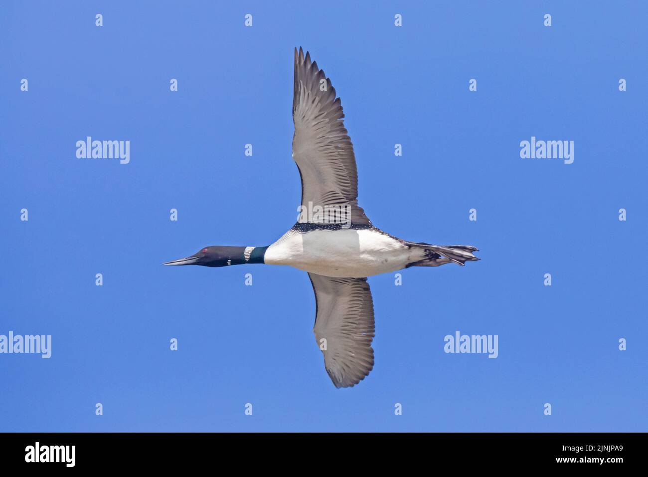 great northern diver (Gavia immer), in flight in the blue sky, view from below, Canada, Manitoba, Riding Mountain National Park Stock Photo