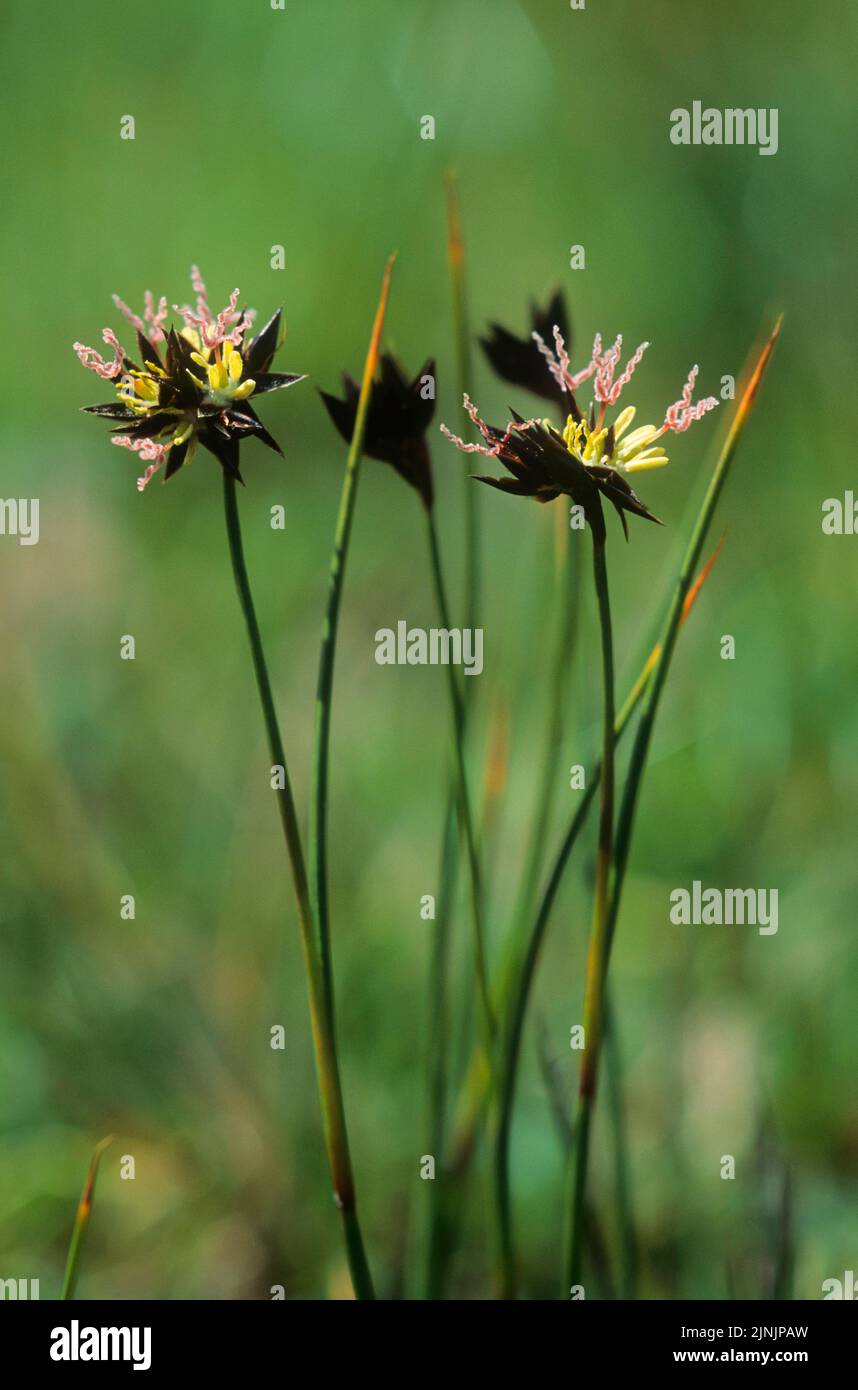 Jacquins Rush (Juncus jacquinii), blooming, Germany Stock Photo