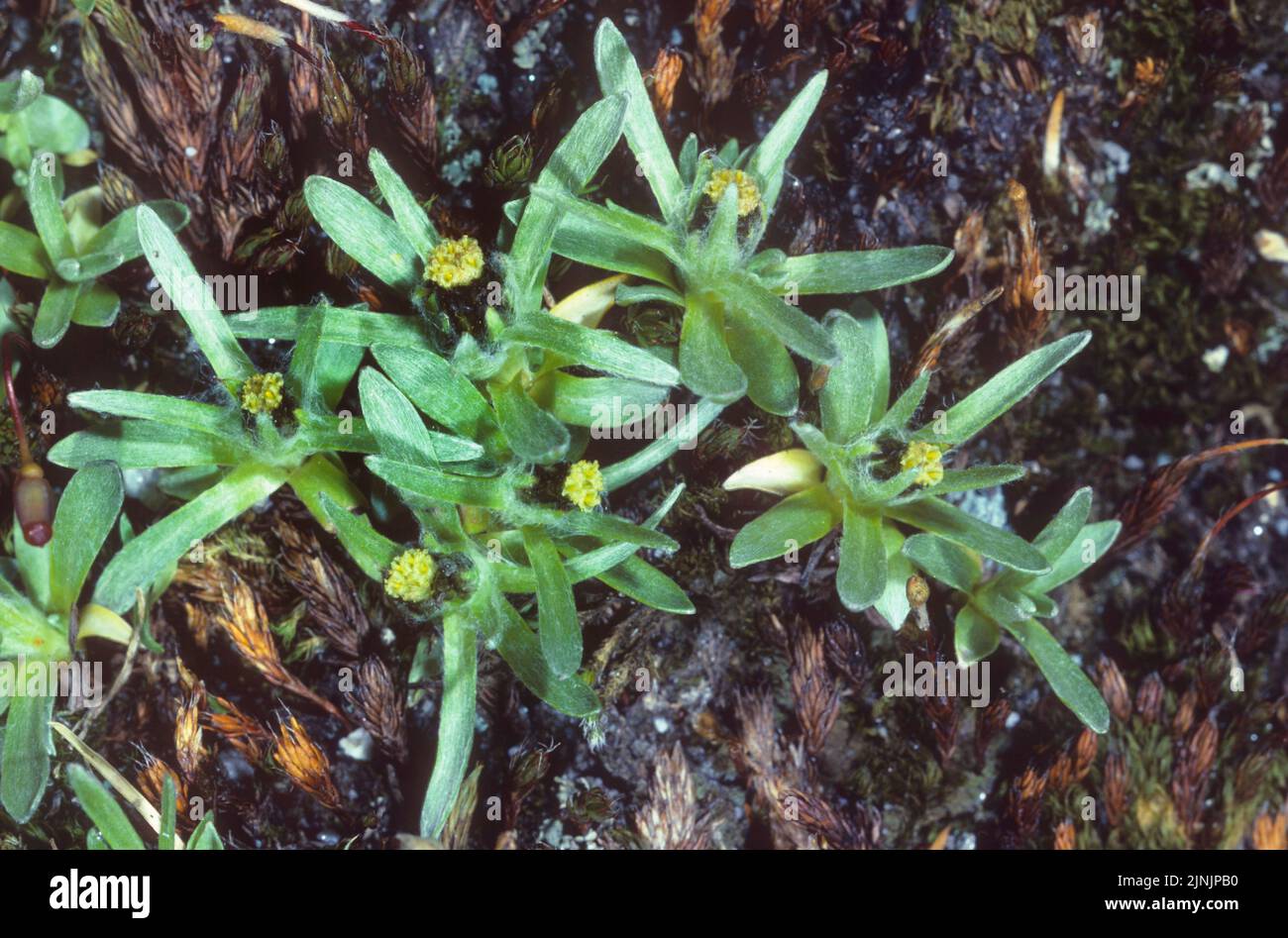 mountain cudweed, dwarf cudweed (Gnaphalium supinum, Omalotheca supinum), blooming, Germany Stock Photo