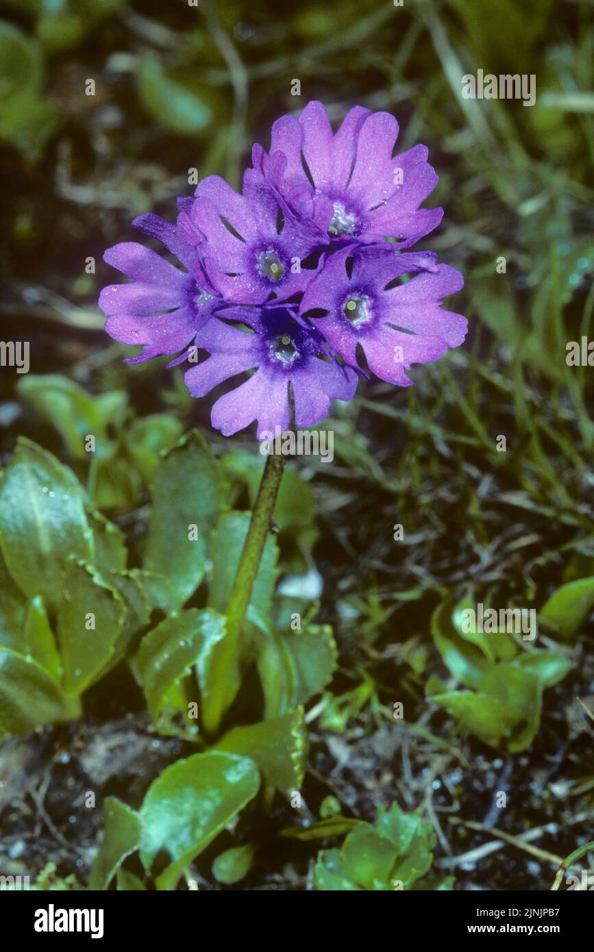 Glutinosa Primrose (Primula glutinosa), blooming, Austria Stock Photo