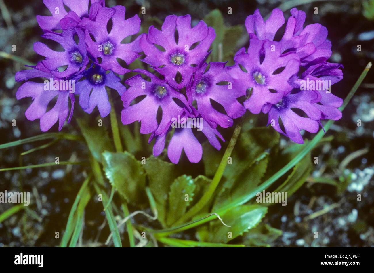 Glutinosa Primrose (Primula glutinosa), blooming, Austria Stock Photo