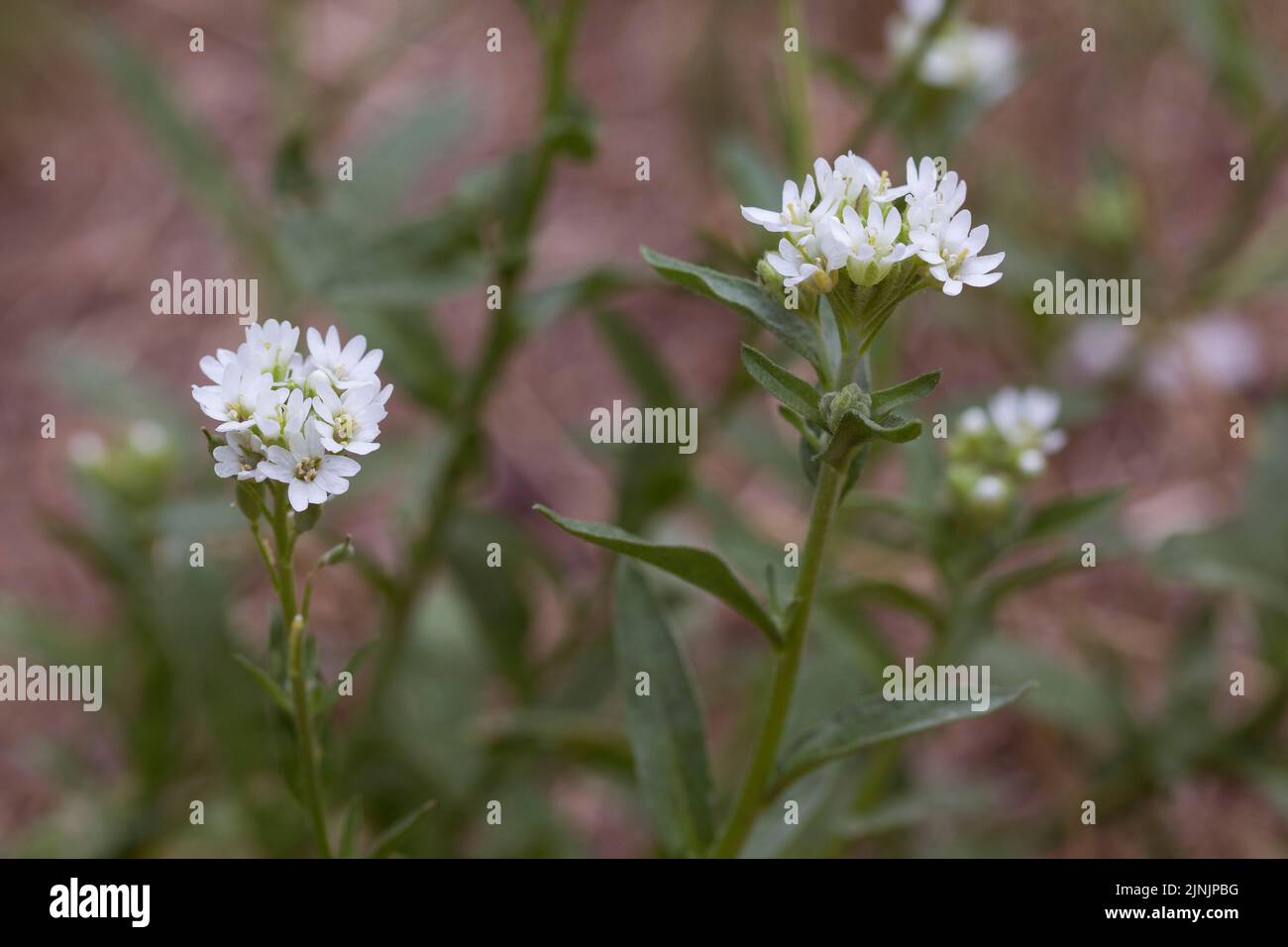 Hoary alyssum, Hoary false alyssum, Hoary false madwort (Berteroa incana), blooming, Germany Stock Photo