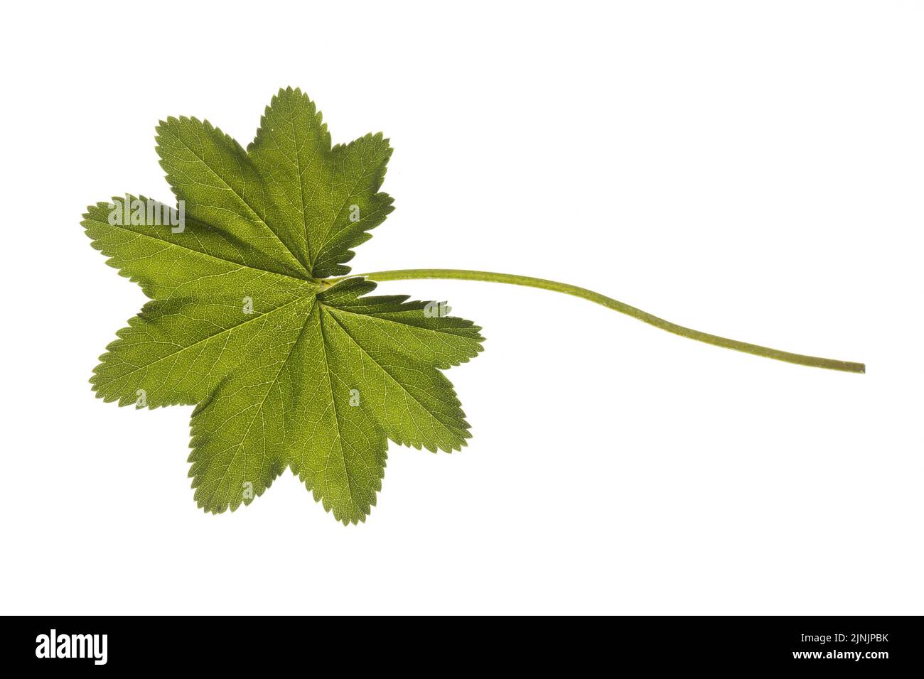 common lady's-mantle (Alchemilla vulgaris agg.), leaf, cut-out Stock Photo