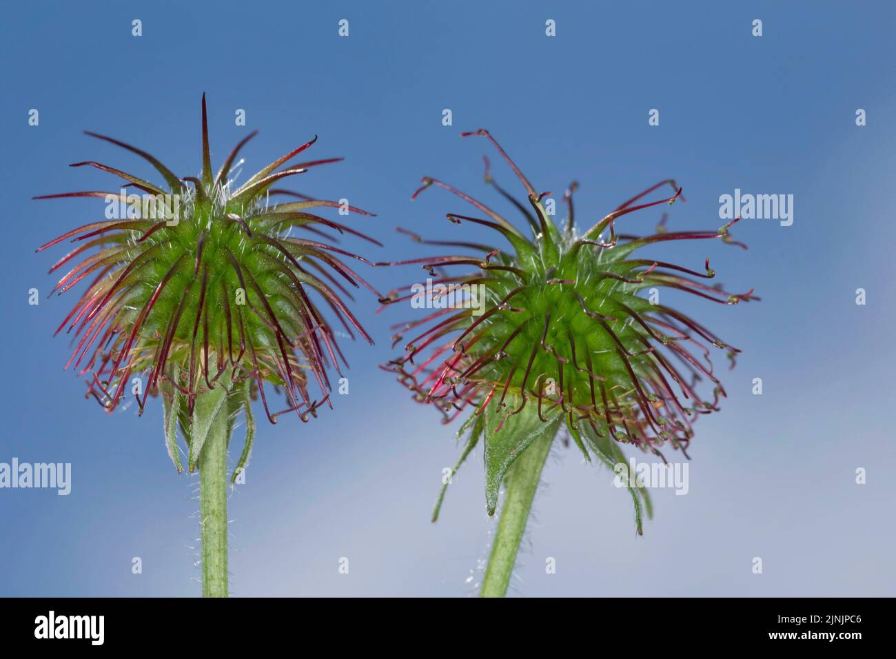 common avens, wood avens, clover-root (Geum urbanum), two infructescences, Germany Stock Photo