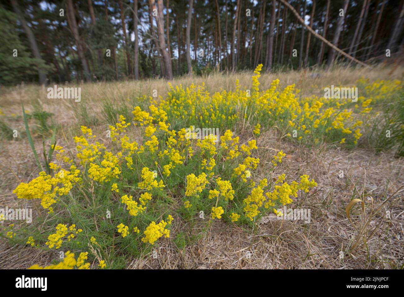 Ladys bedstraw, Yellow bedstraw, Yellow spring bedstraw (Galium verum), blooming population at forest edge, Germany Stock Photo