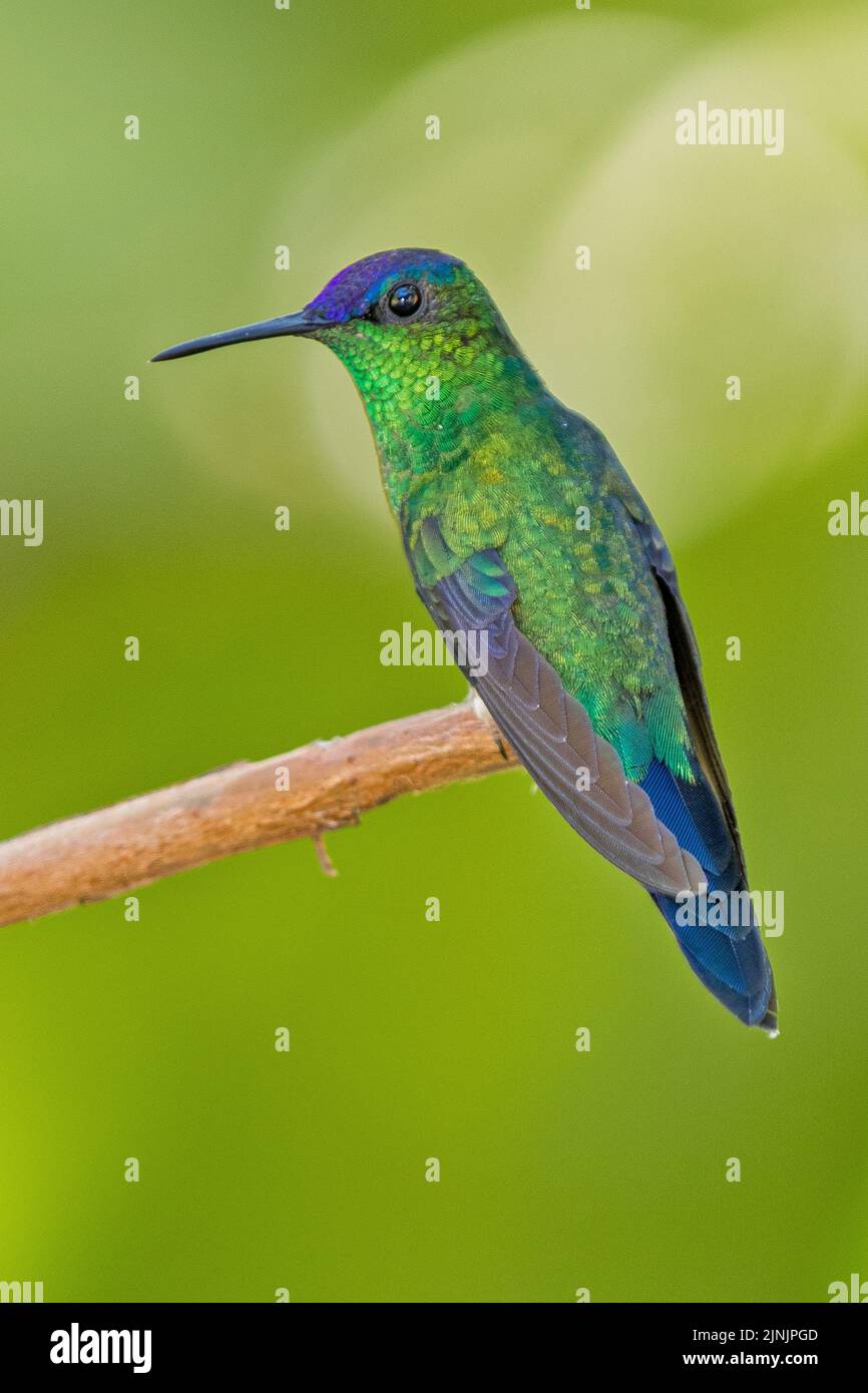 violet-capped woodnymph (Thalurania glaucopis), perching on a branch, Brazil, Mata Atlantica Stock Photo