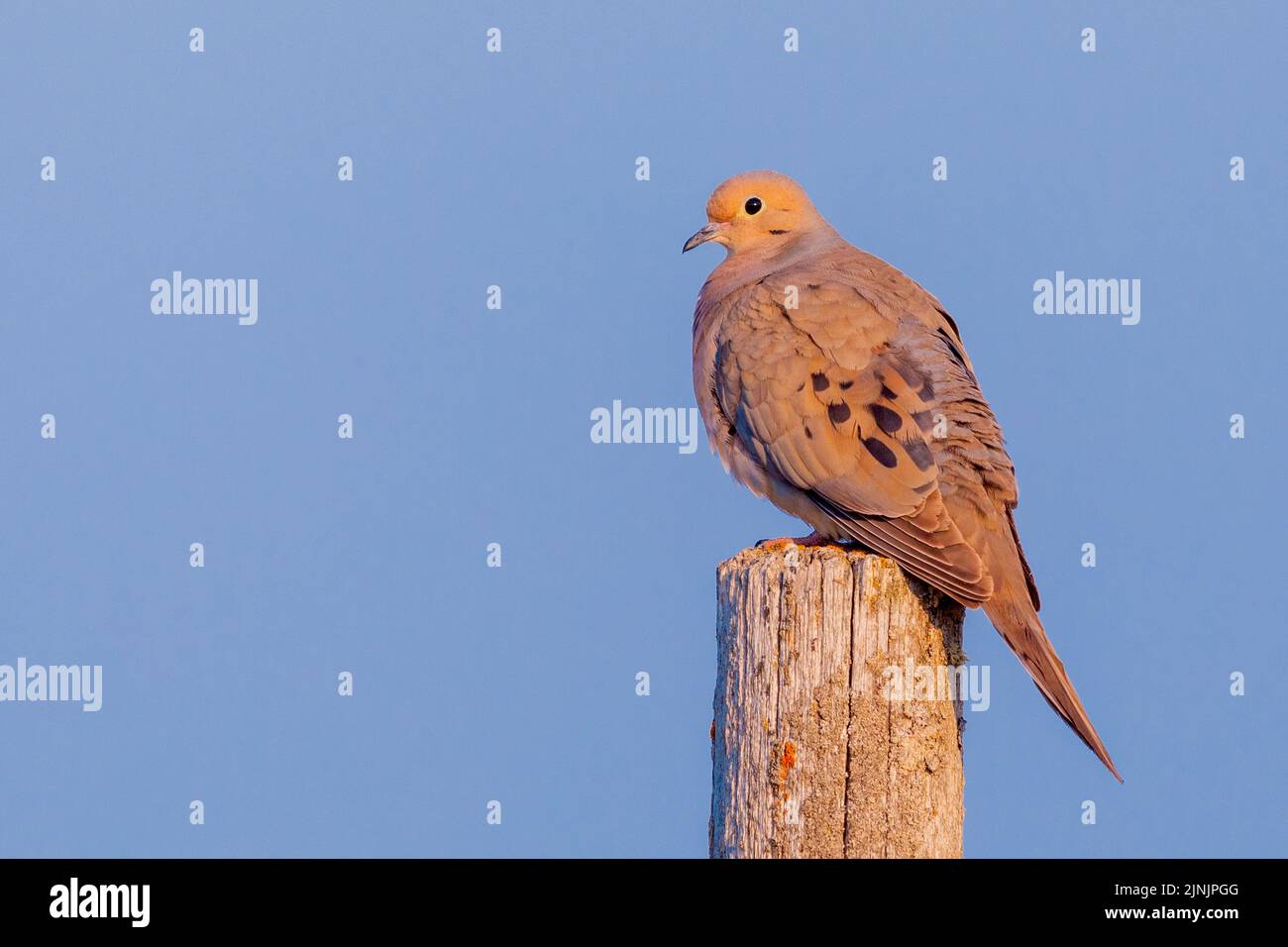 mourning dove (Zenaida macroura), perching on a wooden post, side view, Canada, Manitoba, Riding Mountain National Park Stock Photo