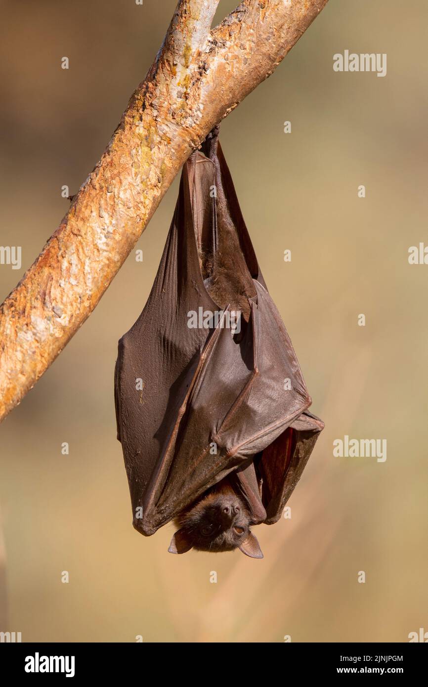 Black Fruit Bat Black Flying Fox Pteropus Alecto Hanging On A