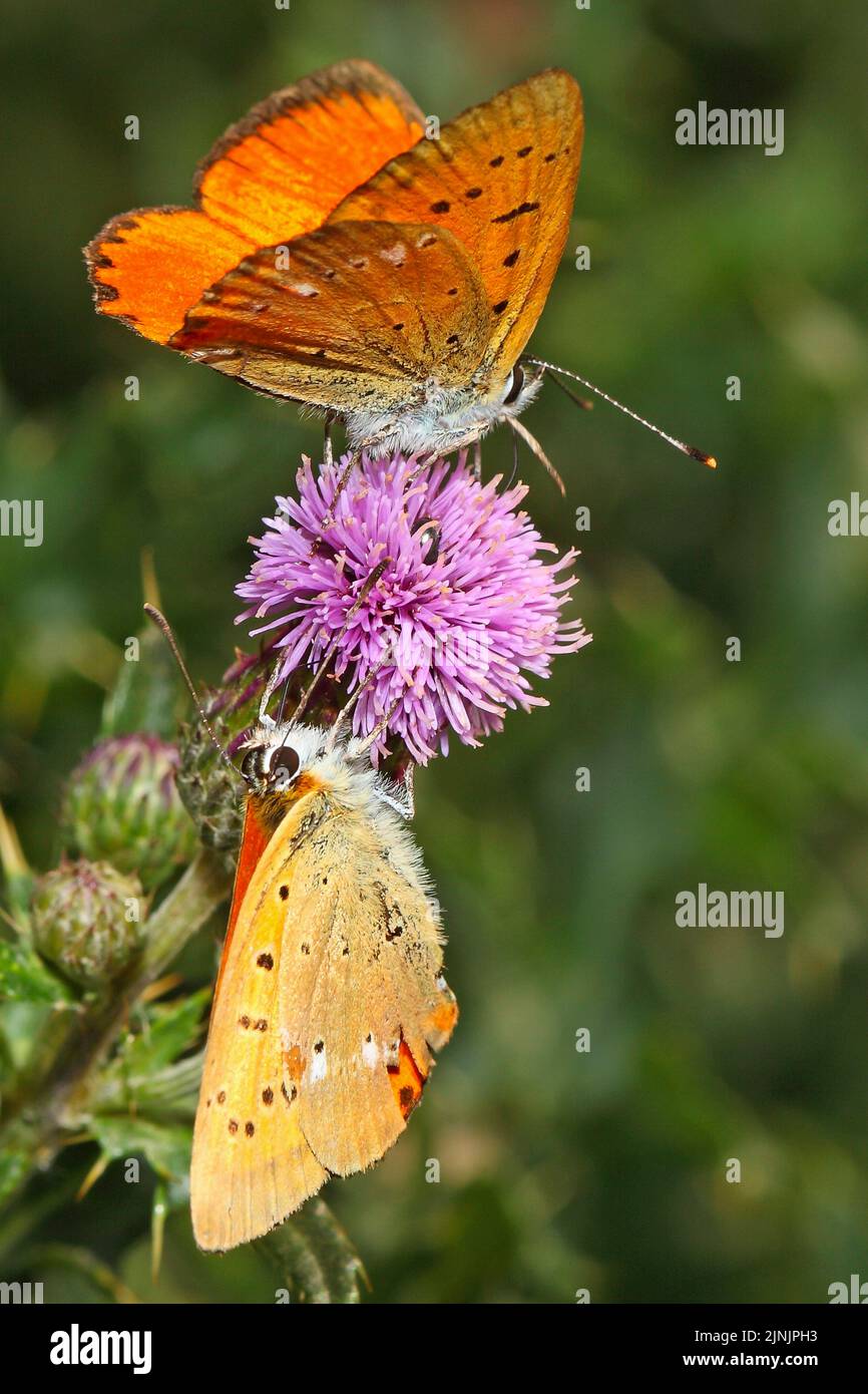 Scarce copper (Heodes virgaureae, Lycaena virgaureae, Chrysophanus virgaureae), two males on a thistle flower, Germany Stock Photo