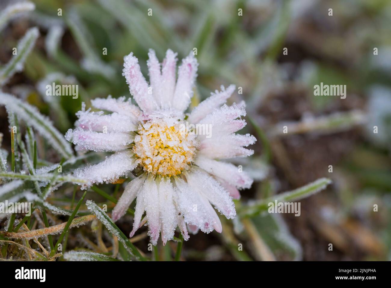 common daisy, lawn daisy, English daisy (Bellis perennis), flowerhead with hoar frost, Germany Stock Photo