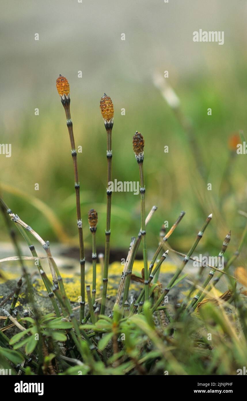 variegated horsetail, variegated scouring-rush (Equisetum variegatum), sprouts with sporangia, Germany Stock Photo