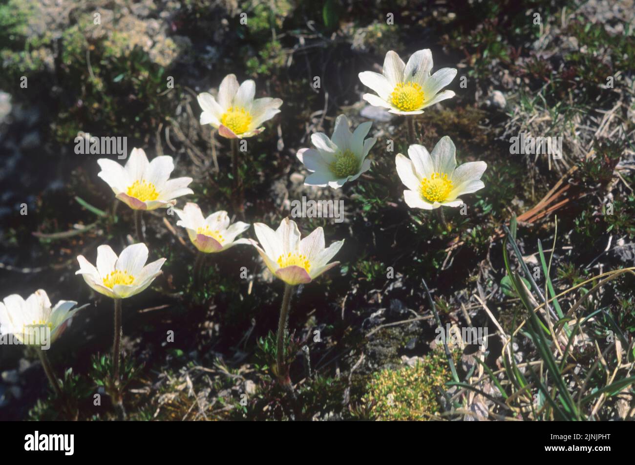 Monte Baldo anemone (Anemone baldensis), blooming, Italy Stock Photo