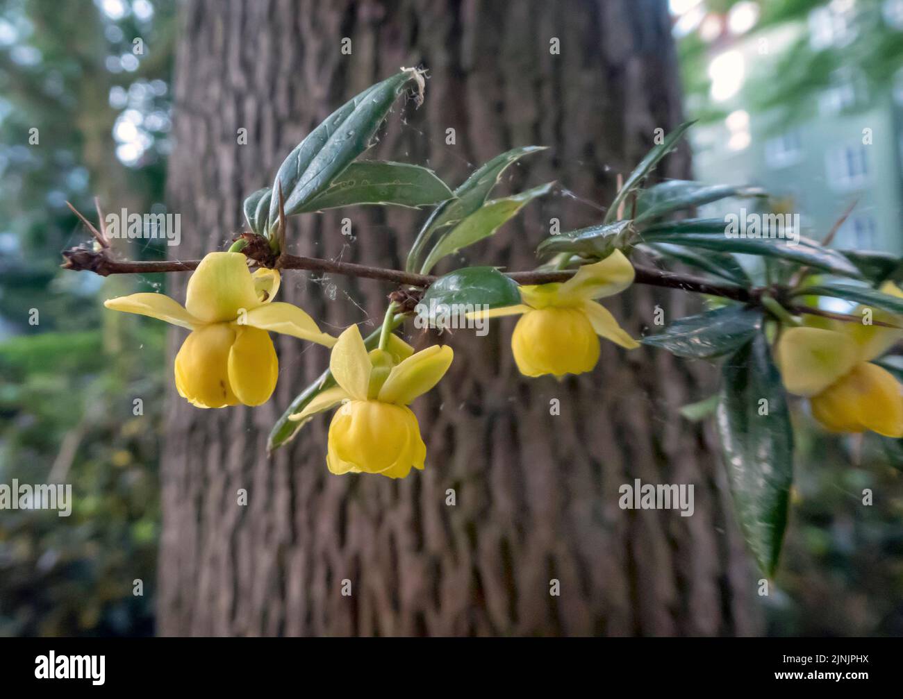 Warty Barberry (Berberis verruculosa), blooming twig Stock Photo