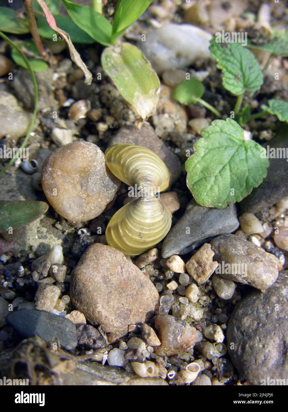 Asian clam, Asian basket clam, Asian corbicula (Corbicula fluminea), on the shore of Elbe river, Germany, Saxony-Anhalt Stock Photo