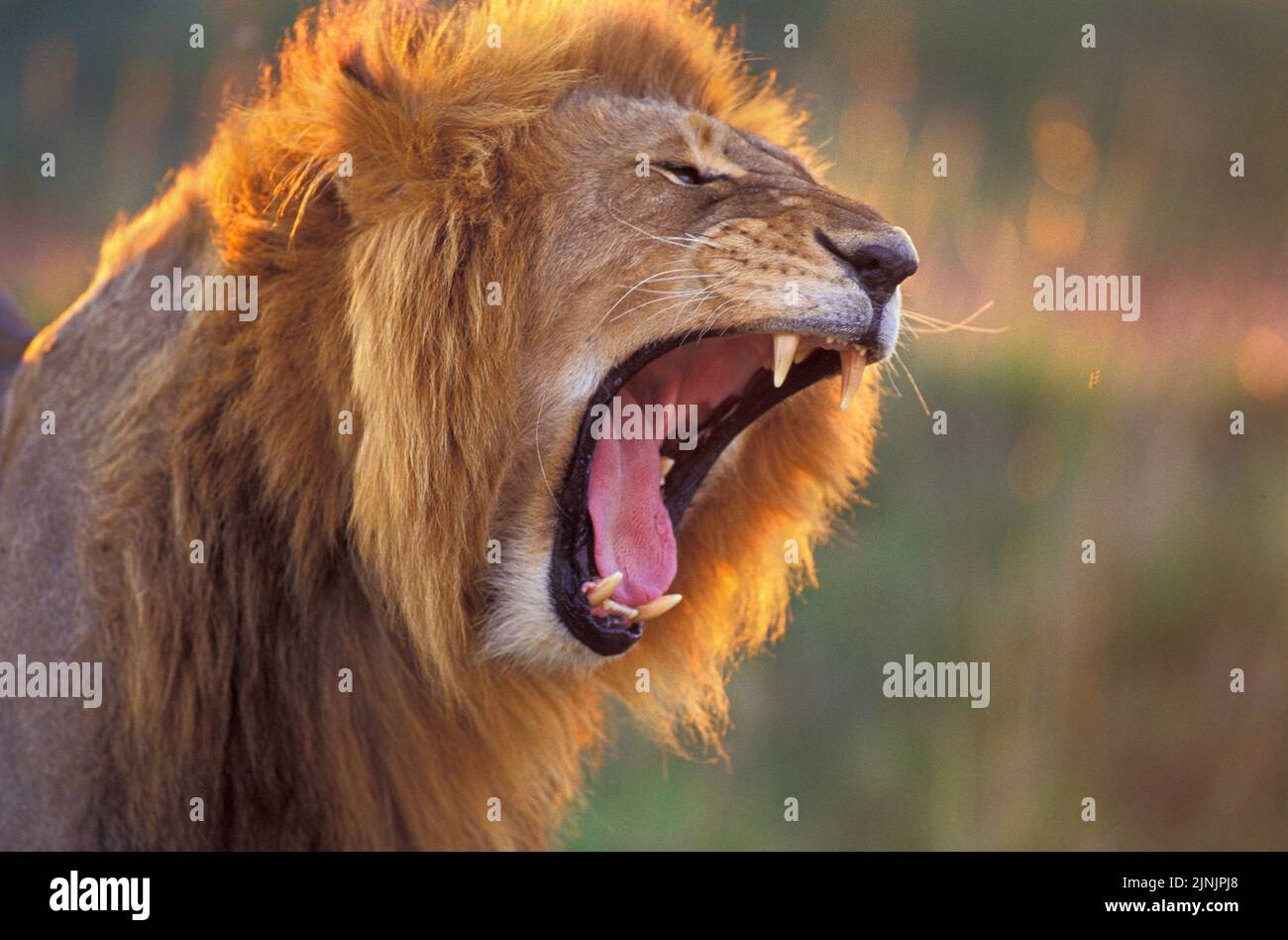lion (Panthera leo), yawning male Stock Photo - Alamy