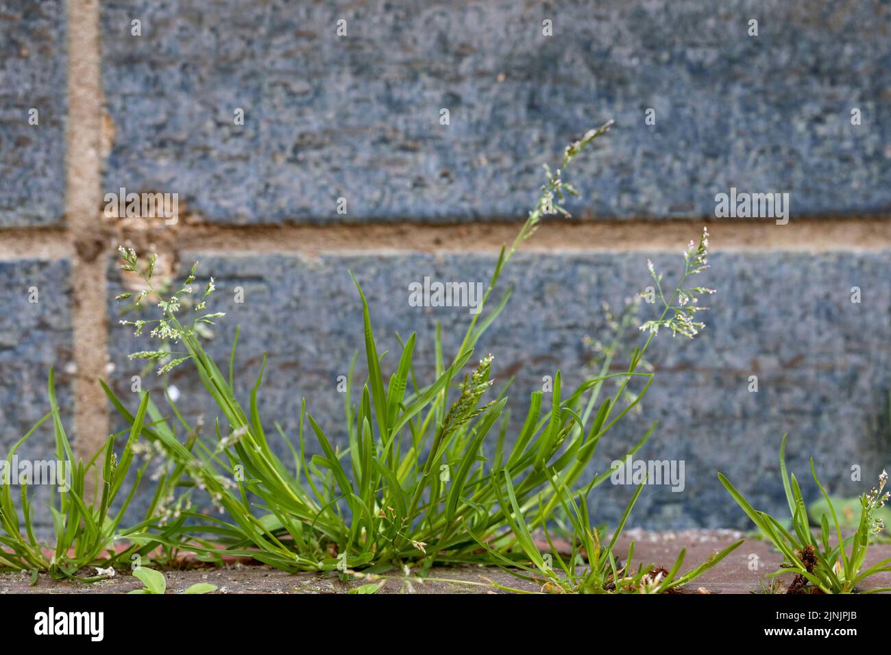 annual blue-grass, annual meadow-grass, low spear grass (Poa annua), grows in paving gaps, Germany Stock Photo