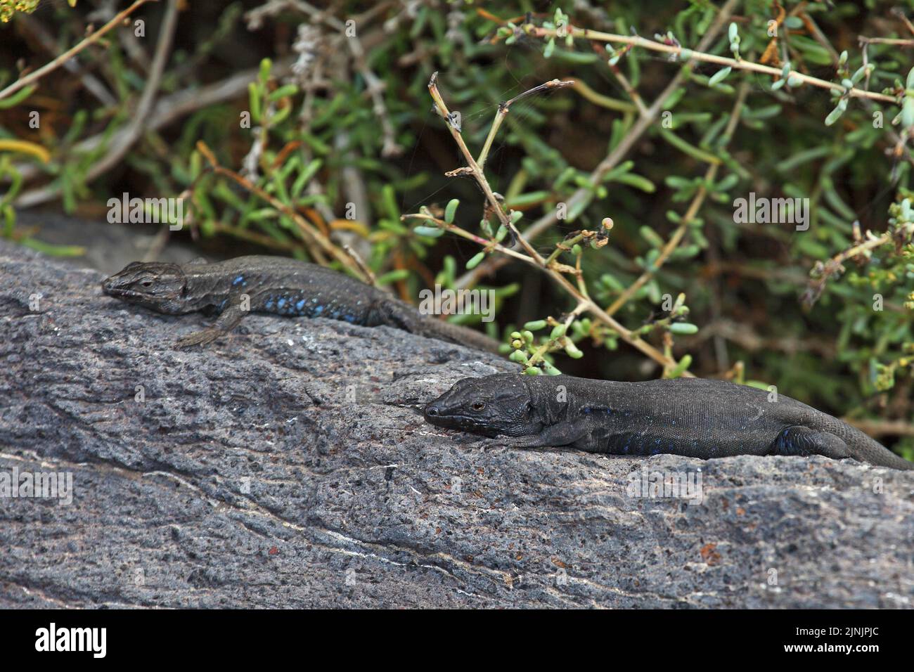 Gomeras Boettger's lizard (Gallotia caesaris gomerae, Gallotia gomerae, Lacerta galloti gomerae), endemic on La Gomera, two males, Canary Islands, La Stock Photo