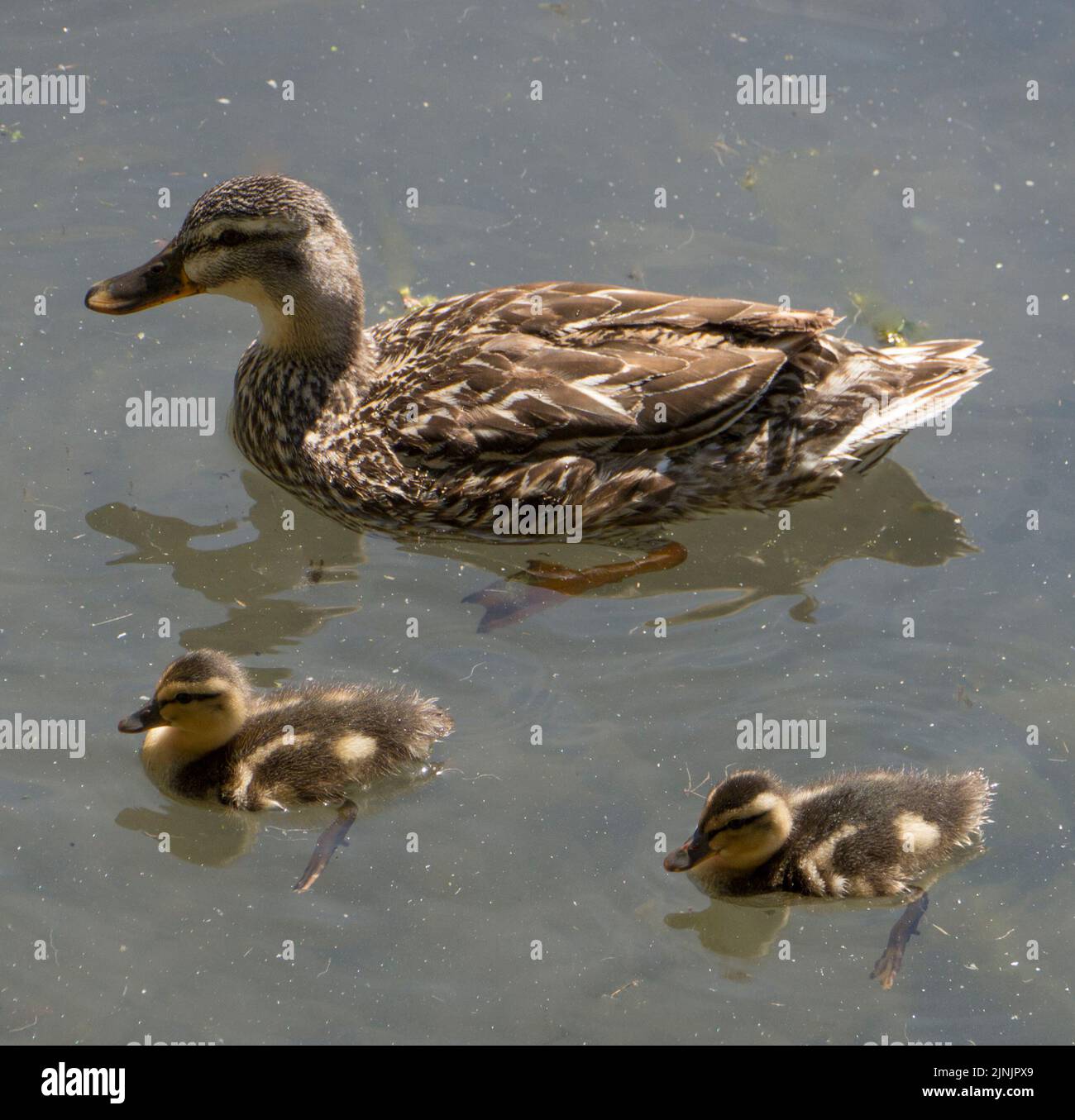 .Mother duck and ducklings on Basingstoke Canal Stock Photo Alamy