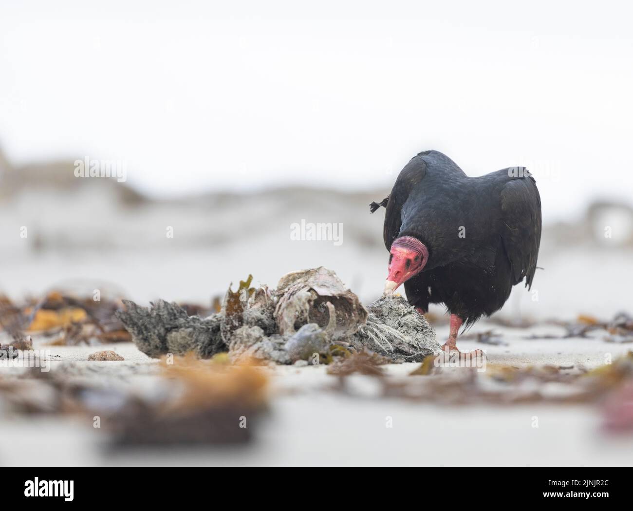 Portrait of a Turkey vulture (Cathartes aura) taken in the Falkland Islands Stock Photo