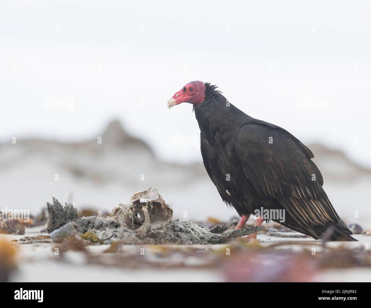 Portrait of a Turkey vulture (Cathartes aura) taken in the Falkland Islands Stock Photo