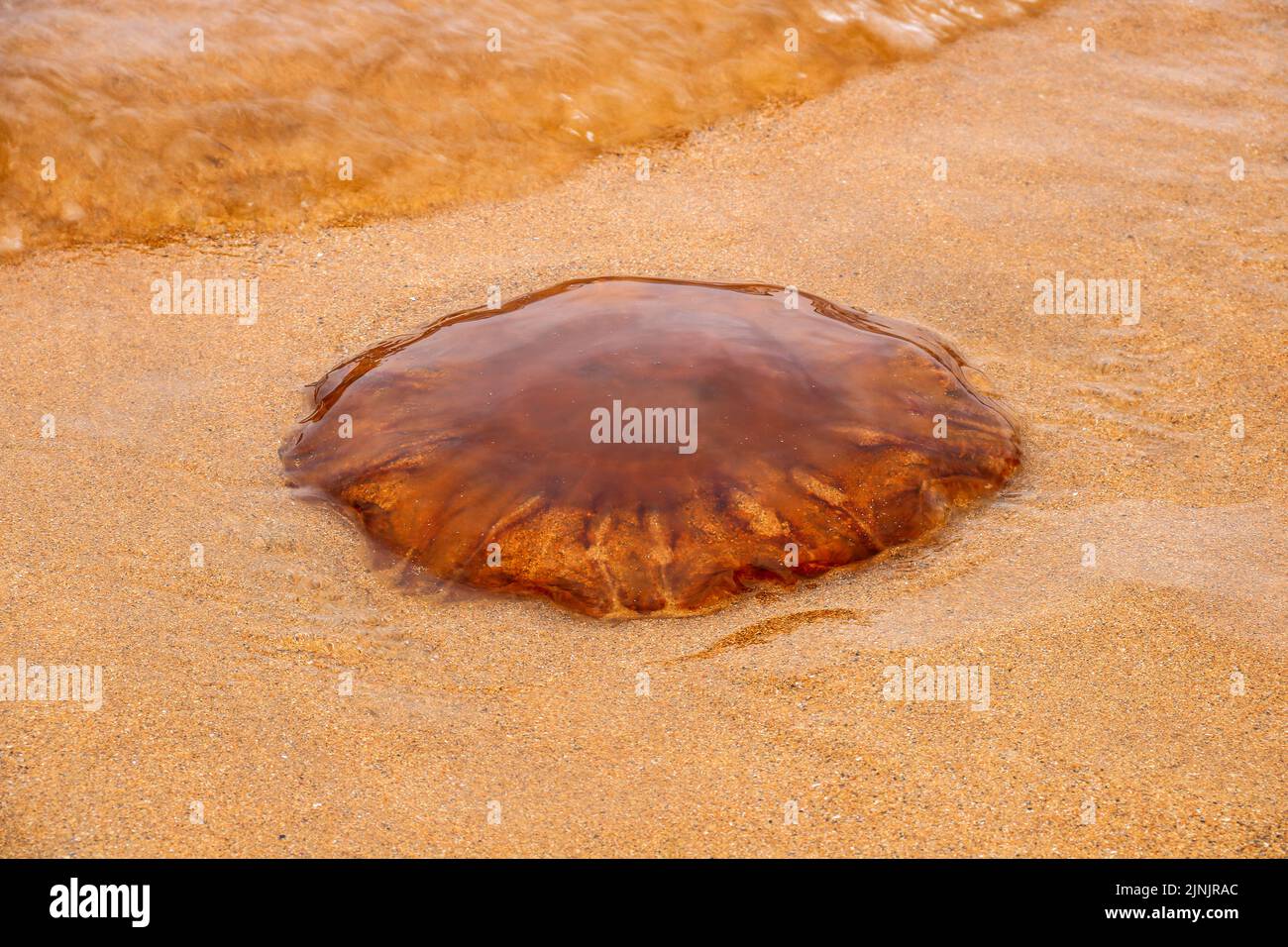 Large jellyfish stranded on a coastal beach Stock Photo