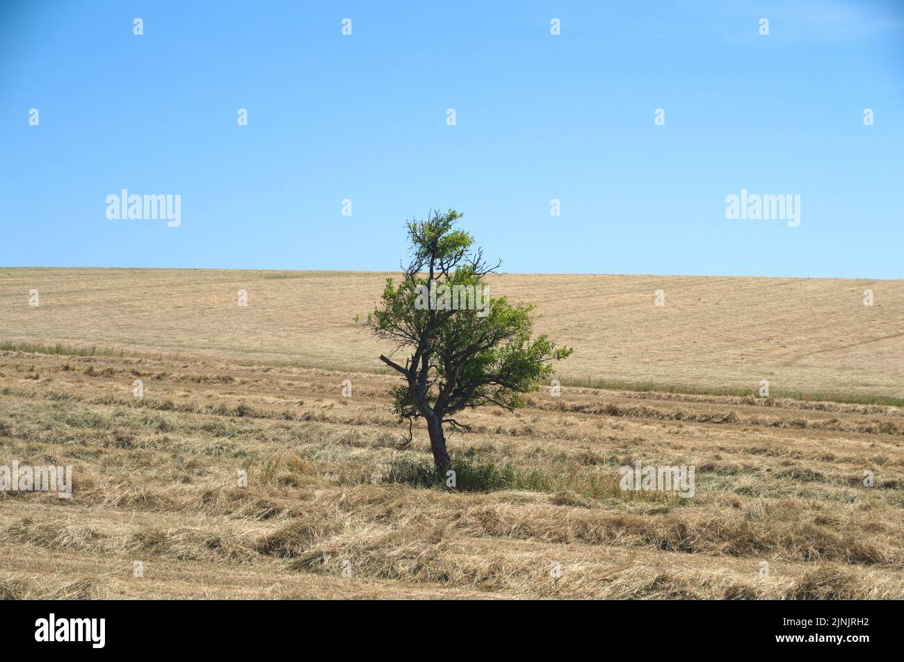 Tree alone on the field with blue sky Stock Photo