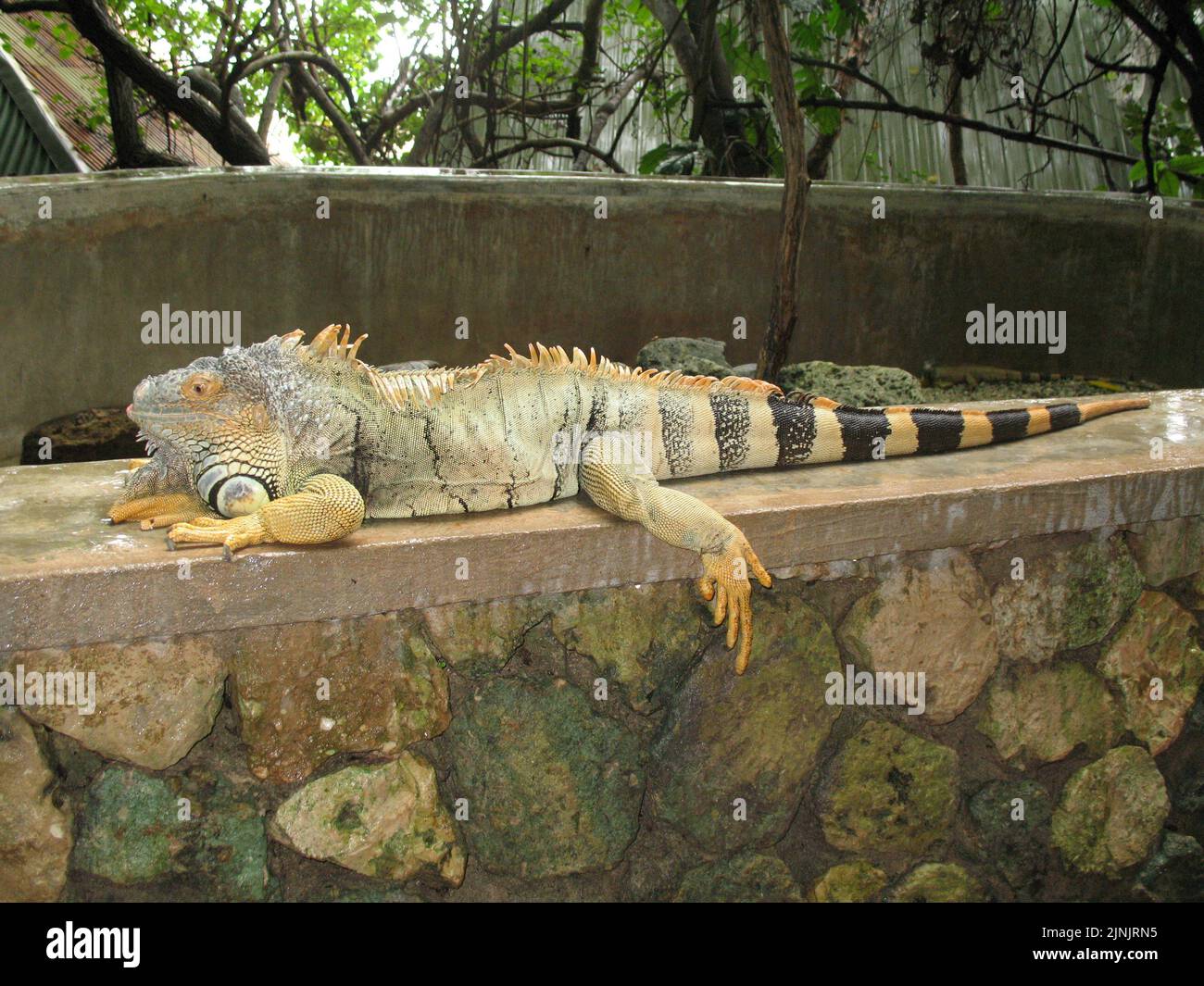 An Iguana lying on a wall with a black stripey tail and one leg hanging off the wall Stock Photo