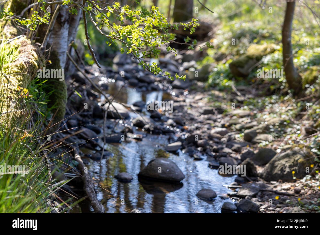 Small river in spring in a forest hi-res stock photography and images ...