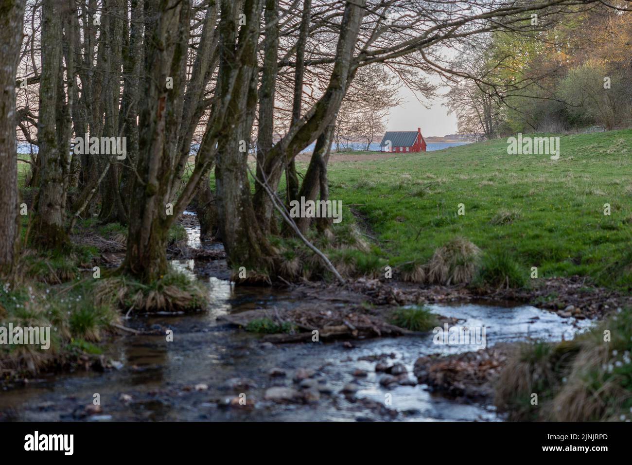 Spring in a small Danish forest Stock Photo - Alamy