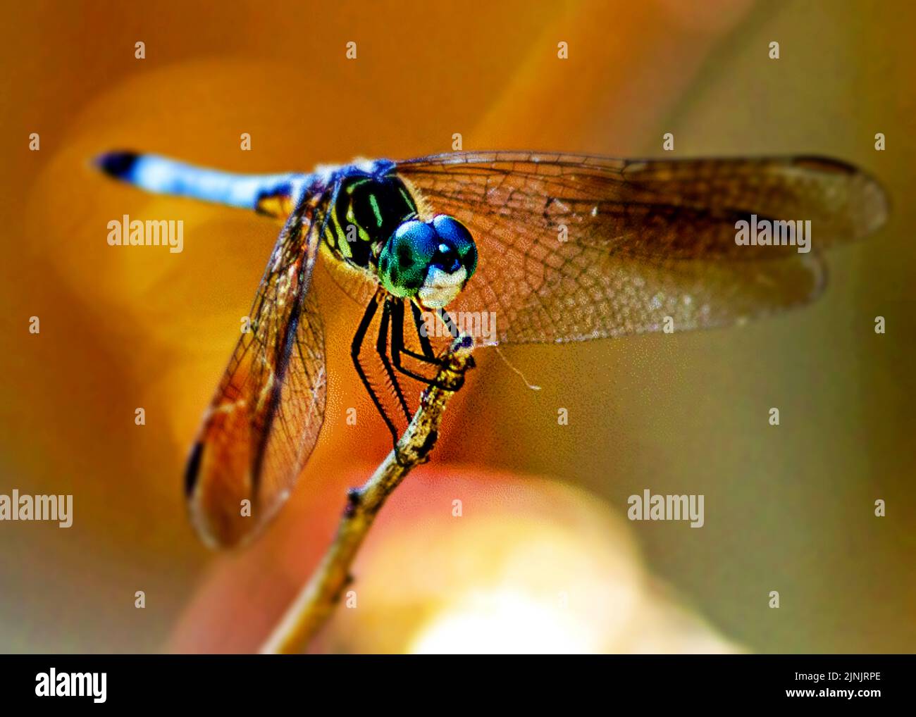 Dragonfly on a branch just chillin Stock Photo - Alamy