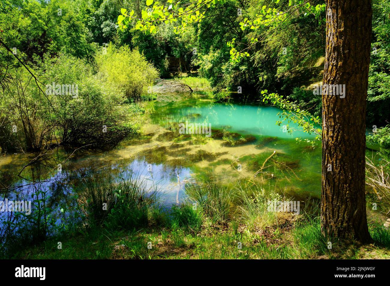 Summer landscape sunny forest hi-res stock photography and images - Alamy