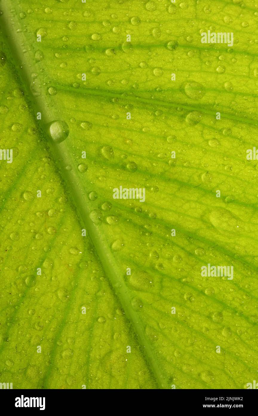 Macro Dew Drops of Water On A Leaf in Morning Stock Photo