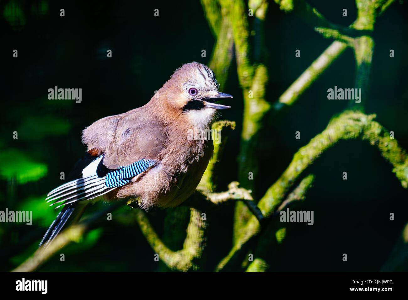 Brightly colored bird on a tree branch on a black background. Stock Photo