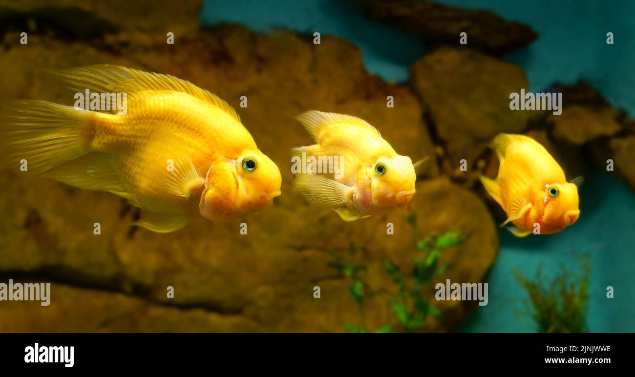 Three tropical yellow fish in a row looking straight ahead. Stock Photo