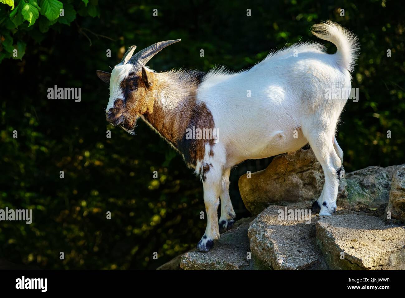 Colorful goat climbing some rocks against a green background of vegetation. Stock Photo