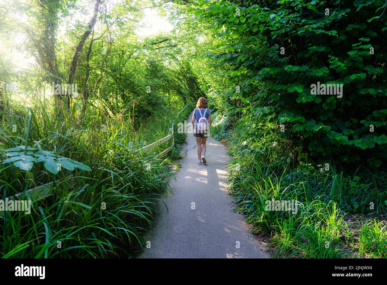 Woman from behind walking along a forest path at sunset. Stock Photo