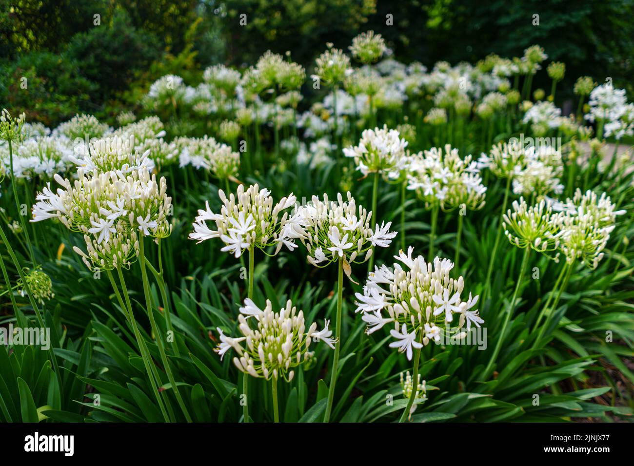 Garden with multiple white flowers and stems with green leaves in summer. Stock Photo